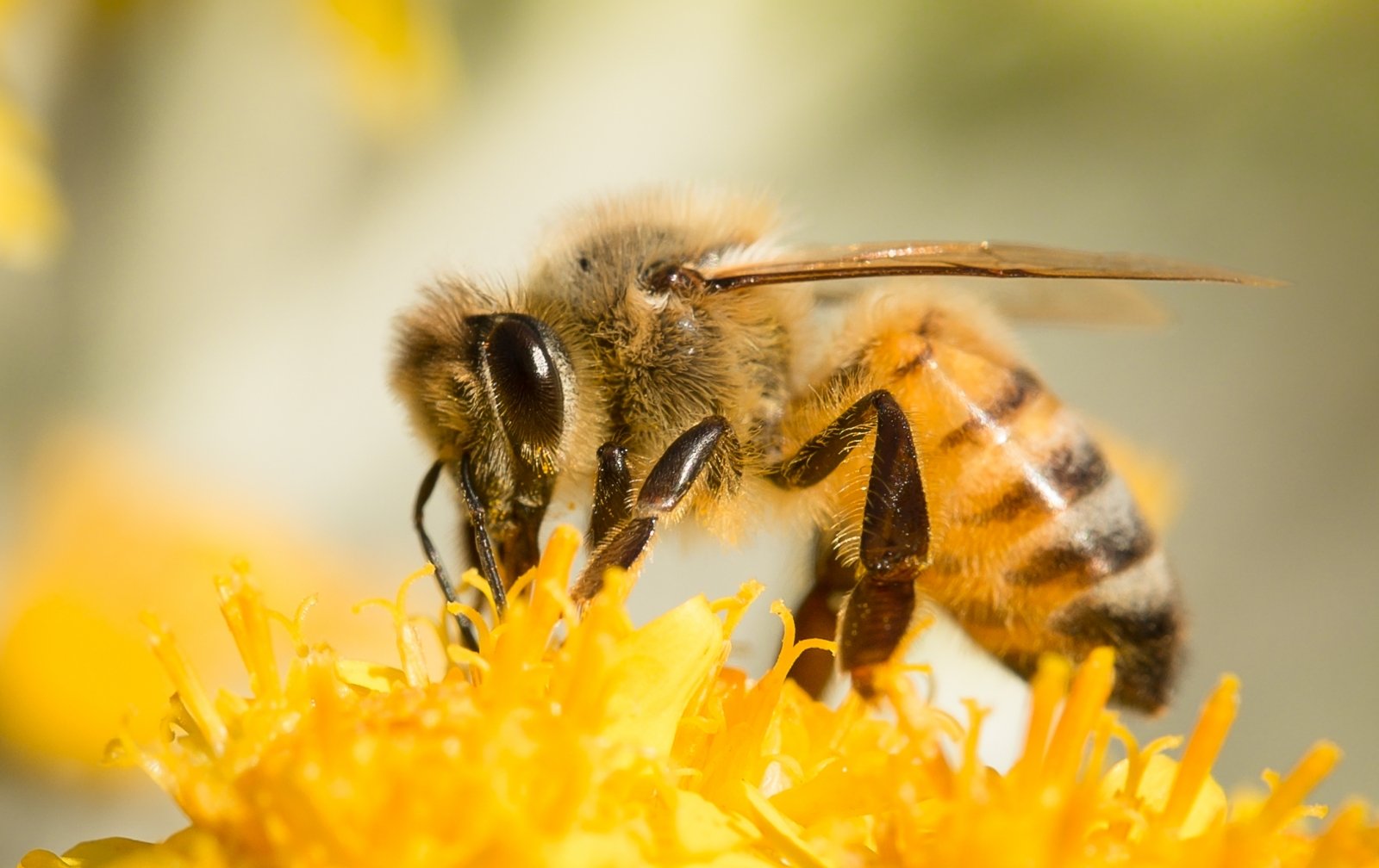 kodėl bitės dedamos ant varpos koks yra optimaliausias varpos dydis moteriai