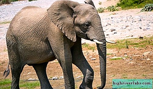 dramblio nariu dydis erekcijos stiprinimo pratimai