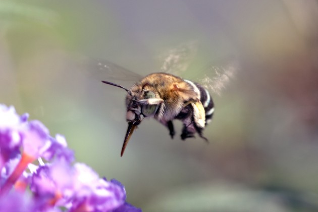 kodėl bitės dedamos ant varpos kaip padidinti nari be kremo