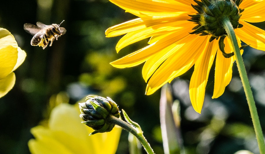 kodėl bitės dedamos ant varpos iprastas vyru narys