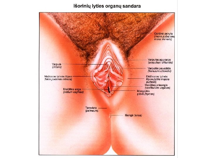 moterų lytinių organų erekcija