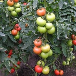 varpos formos pomidorų veislė