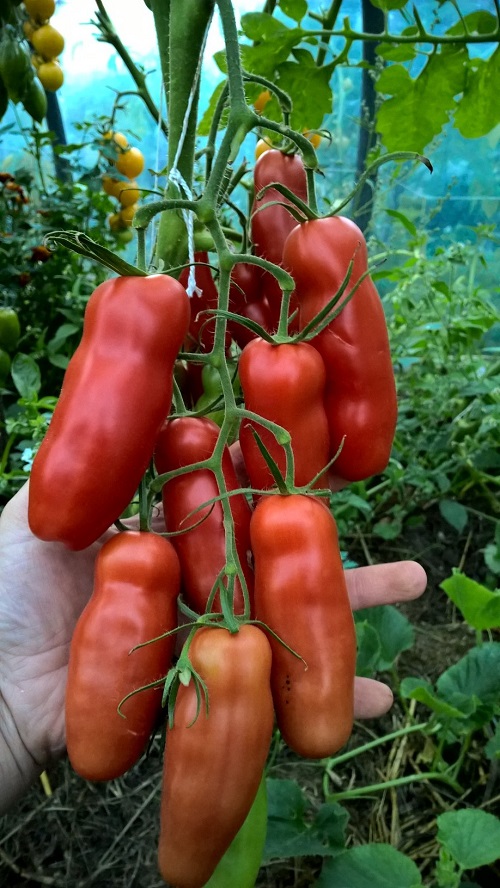 varpos formos pomidorų veislė